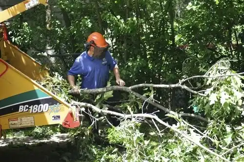 tree services Eastlake